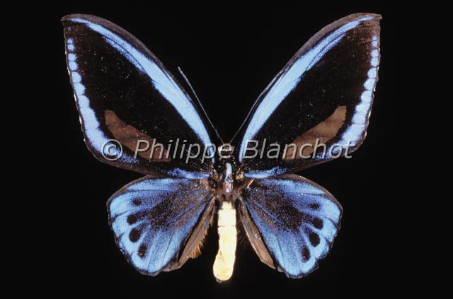 ornithoptera priamus.JPG - Ornithoptera priamus (male)Ornithopterebirdwing butterflyLepidoptera, PapilionidaeIles Salomon